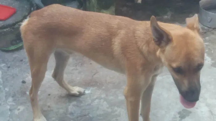 Cachorro ra a SRD-ViraLata idade 1 ano nome Spaik