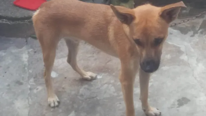 Cachorro ra a SRD-ViraLata idade 1 ano nome Spaik