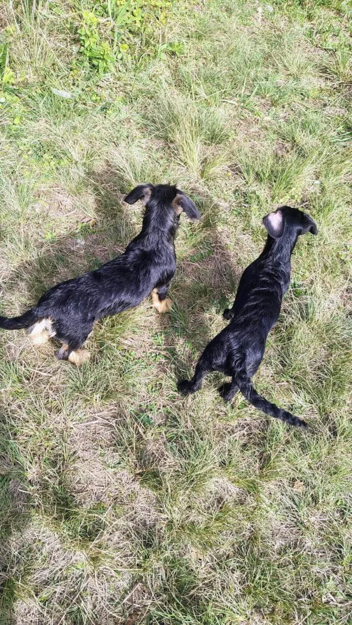 Cachorro ra a Yorkshire idade 7 a 11 meses nome Sem nome