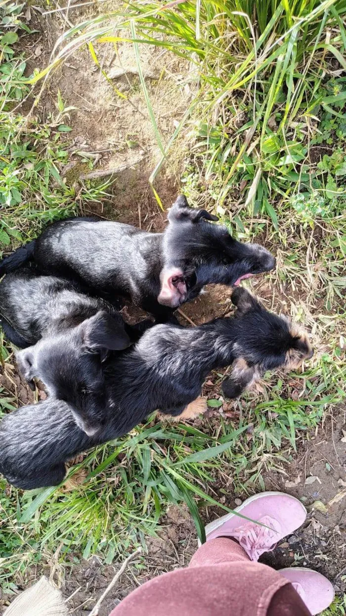 Cachorro ra a Yorkshire idade 7 a 11 meses nome Sem nome
