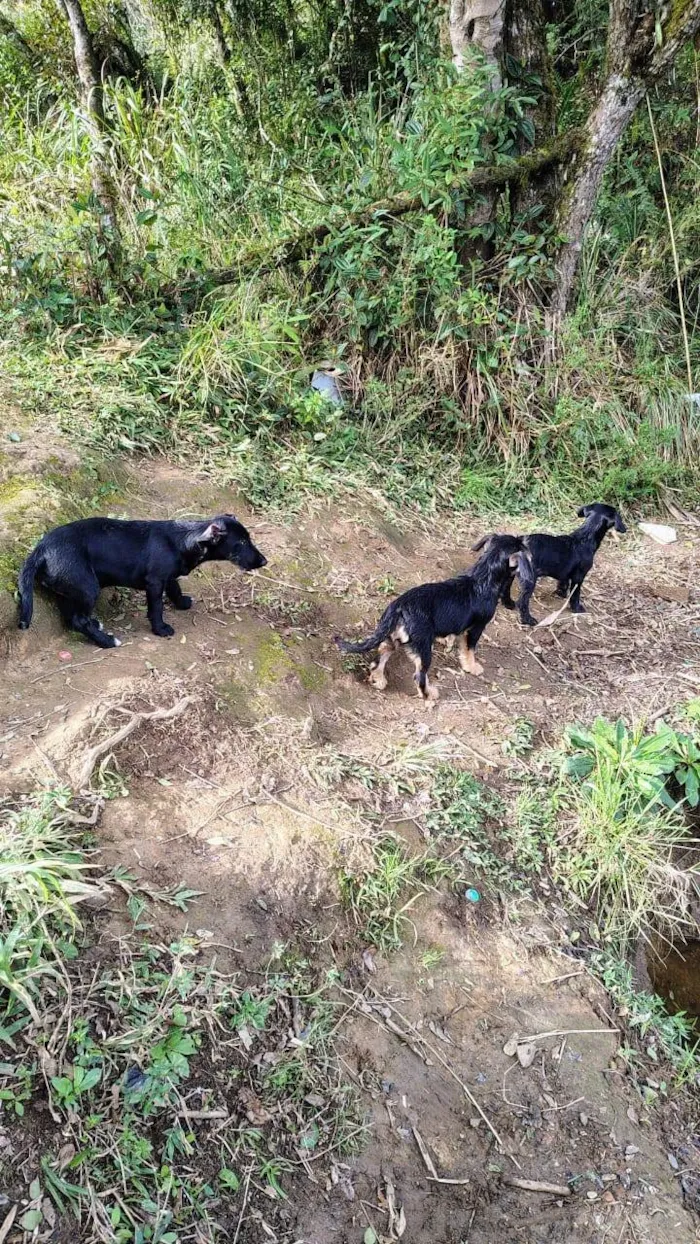 Cachorro ra a Yorkshire idade 7 a 11 meses nome Sem nome