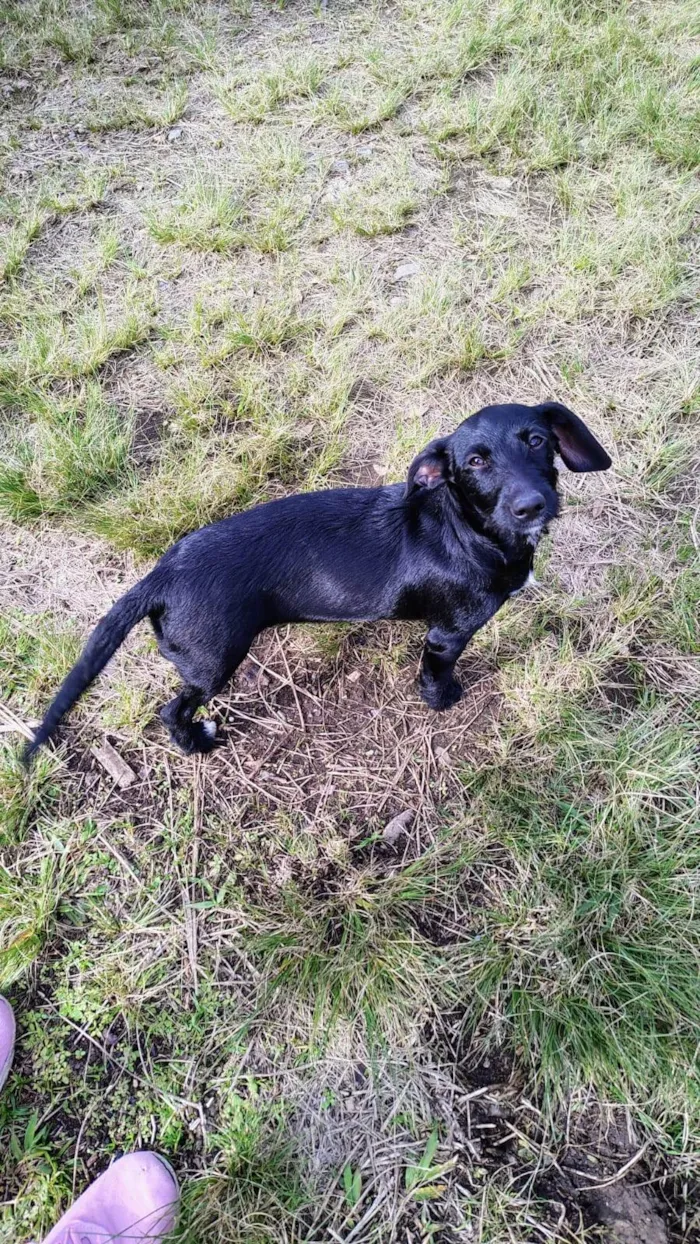 Cachorro ra a Yorkshire idade 7 a 11 meses nome Sem nome