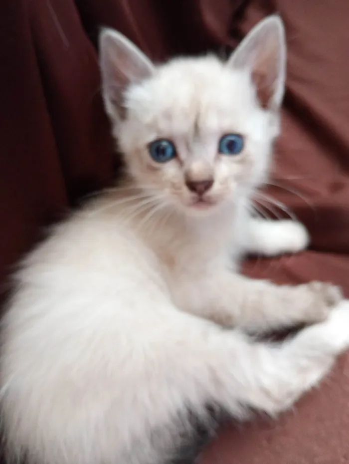 Gato ra a SRD-ViraLata idade 2 a 6 meses nome Sialatas