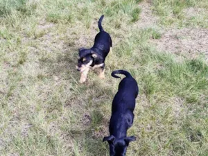 Cachorro raça Yorkshire idade 7 a 11 meses nome Sem nome