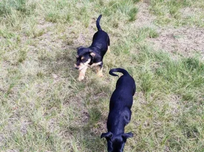 Cachorro raça Yorkshire idade 7 a 11 meses nome Sem nome