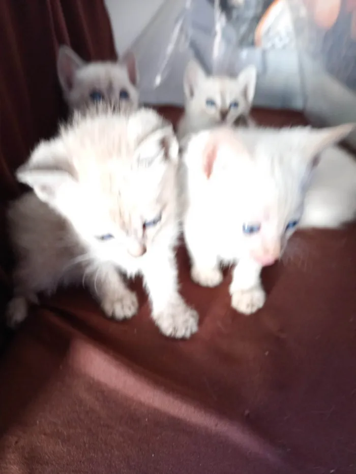 Gato ra a SRD-ViraLata idade 2 a 6 meses nome Sialatas