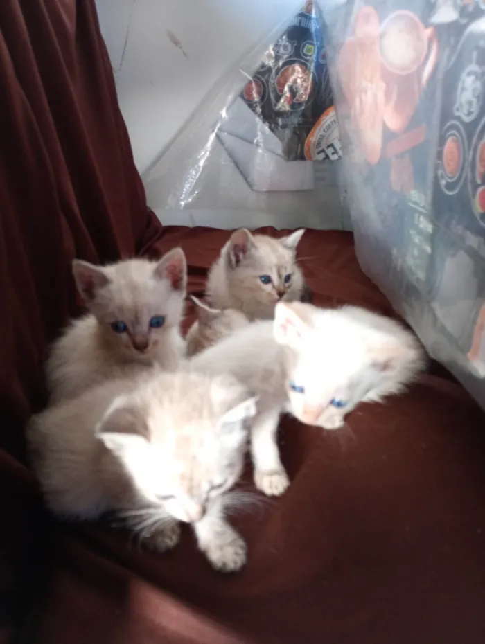 Gato ra a SRD-ViraLata idade 2 a 6 meses nome Sialatas