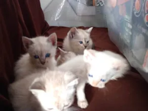 Gato raça SRD-ViraLata idade 2 a 6 meses nome Sialatas