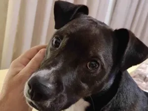 Cachorro raça SRD-ViraLata idade 4 anos nome jhonny