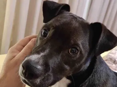 Cachorro raça SRD-ViraLata idade 4 anos nome jhonny