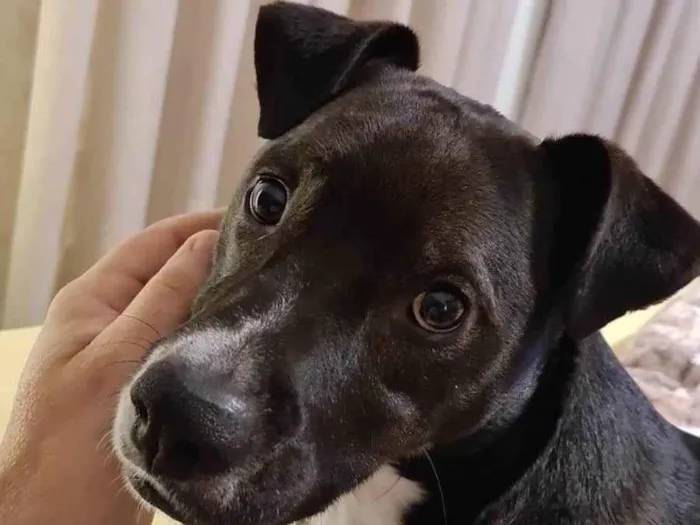 Cachorro ra a SRD-ViraLata idade 4 anos nome jhonny