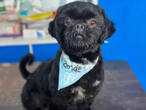 Cachorro raça SRD-ViraLata idade 7 a 11 meses nome Maxwell