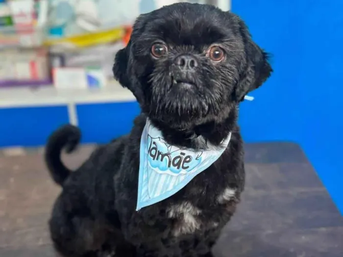 Cachorro ra a SRD-ViraLata idade 7 a 11 meses nome Maxwell