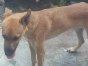 Cachorro raça SRD-ViraLata idade 1 ano nome Spaik