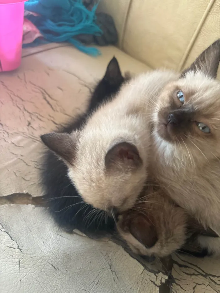 Gato ra a SRD-ViraLata idade 2 a 6 meses nome Danimara de Barros 