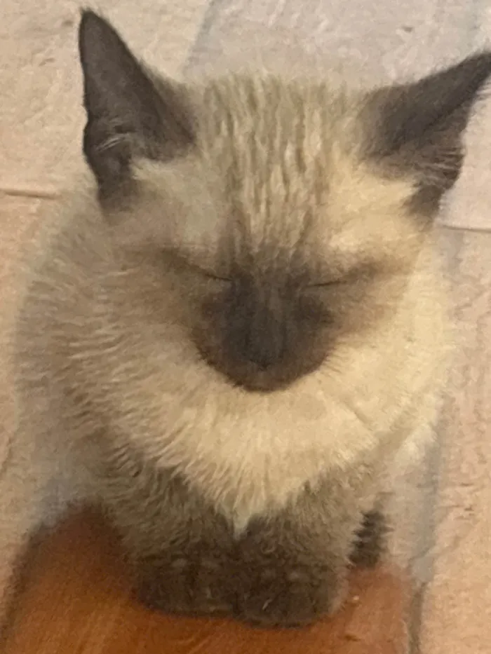 Gato ra a SRD-ViraLata idade 2 a 6 meses nome Danimara de Barros 