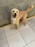 Pierre