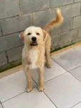 Pierre