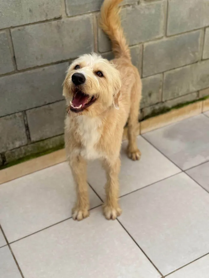 Cachorro ra a SRD-ViraLata idade 1 ano nome Pierre