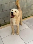 Pierre