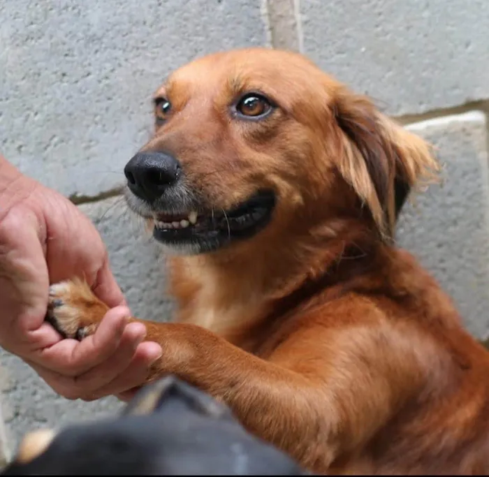 Cachorro ra a SRD-ViraLata idade 3 anos nome Badu