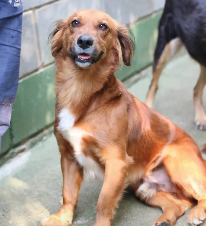 Cachorro ra a SRD-ViraLata idade 3 anos nome Badu