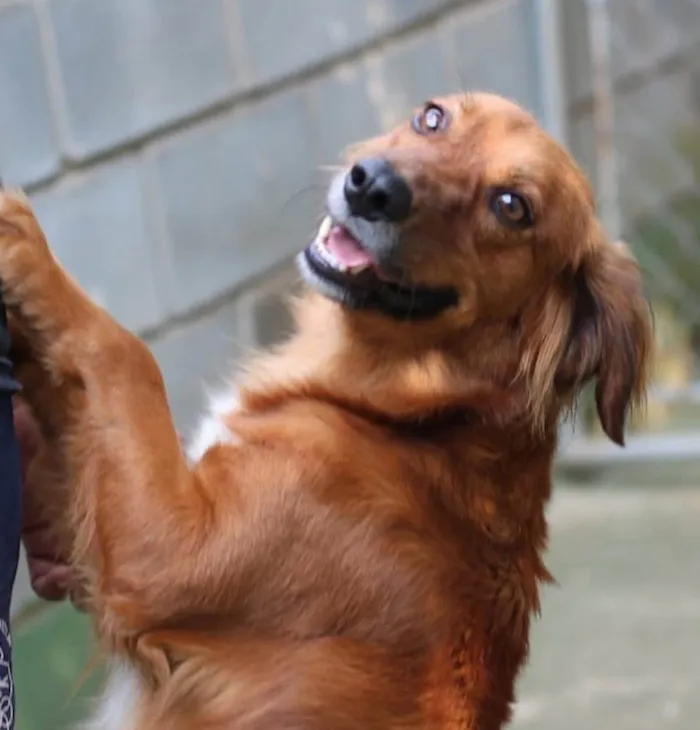Cachorro ra a SRD-ViraLata idade 3 anos nome Badu