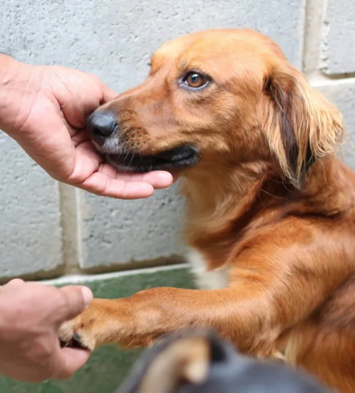 Cachorro ra a SRD-ViraLata idade 3 anos nome Badu