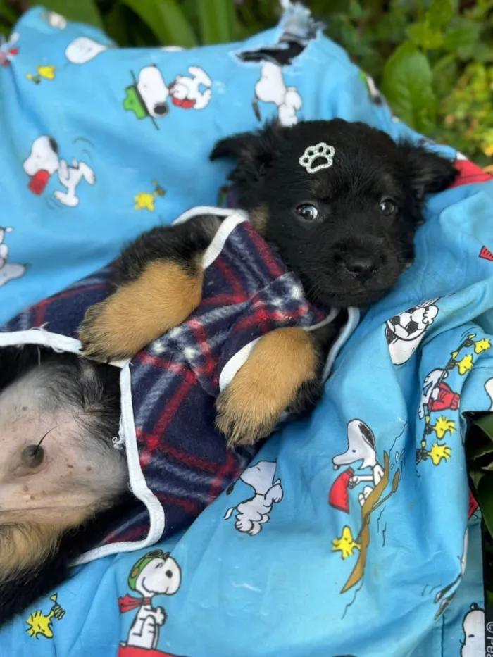 Cachorro ra a SRD-ViraLata idade 2 a 6 meses nome Lipe