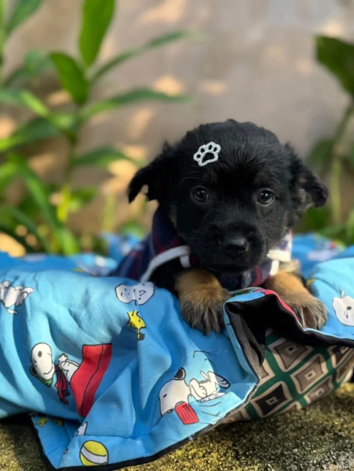 Cachorro ra a SRD-ViraLata idade 2 a 6 meses nome Lipe
