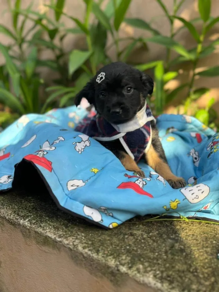 Cachorro ra a SRD-ViraLata idade 2 a 6 meses nome Lipe