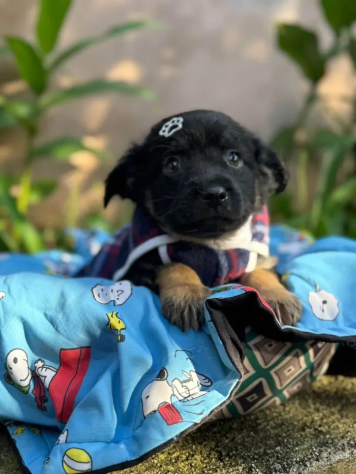 Cachorro ra a SRD-ViraLata idade 2 a 6 meses nome Lipe