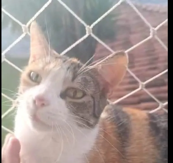 Gato ra a SRD-ViraLata idade 2 anos nome Morgana