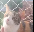 Morgana
