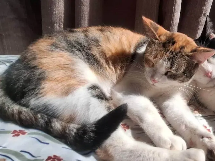Gato ra a SRD-ViraLata idade 2 anos nome Morgana