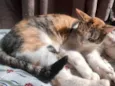Morgana