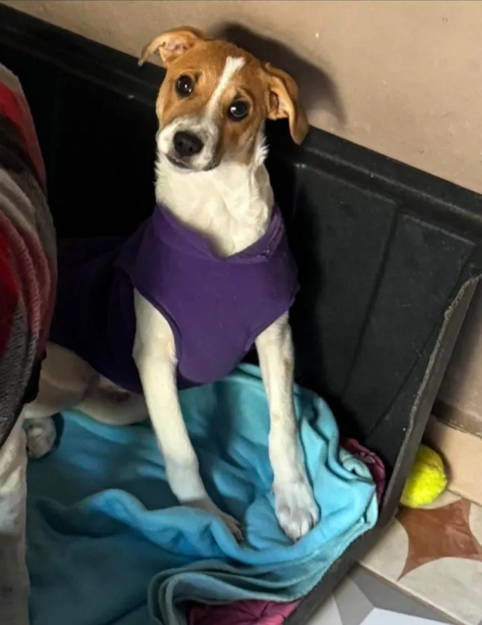 Cachorro ra a SRD-ViraLata idade 2 a 6 meses nome Yan