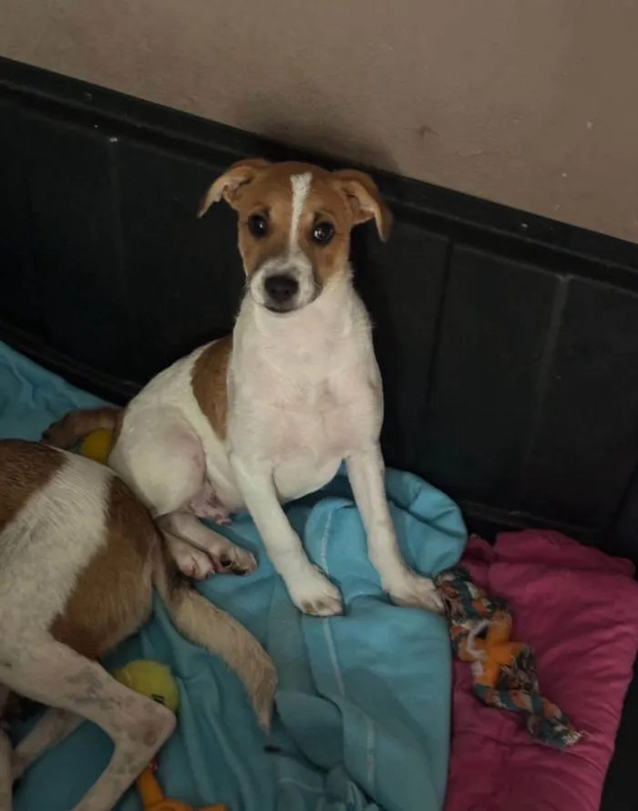 Cachorro ra a SRD-ViraLata idade 2 a 6 meses nome Yan