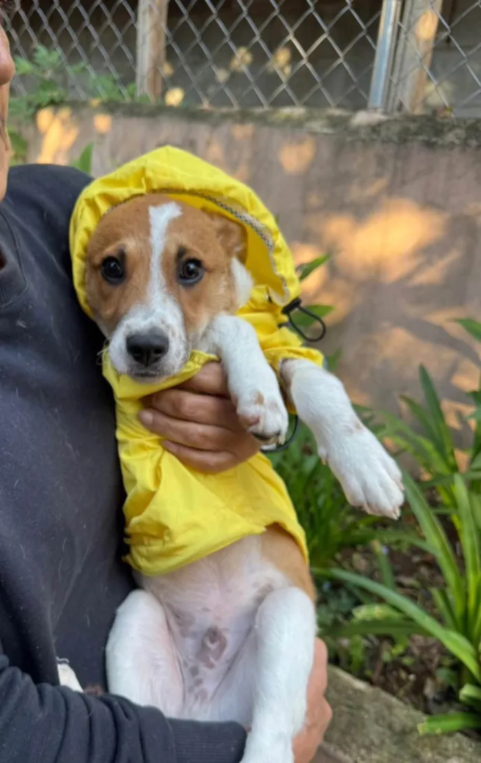 Cachorro ra a SRD-ViraLata idade 2 a 6 meses nome Yan