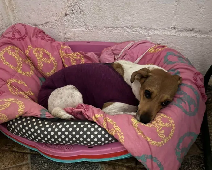 Cachorro ra a SRD-ViraLata idade 2 a 6 meses nome Yan