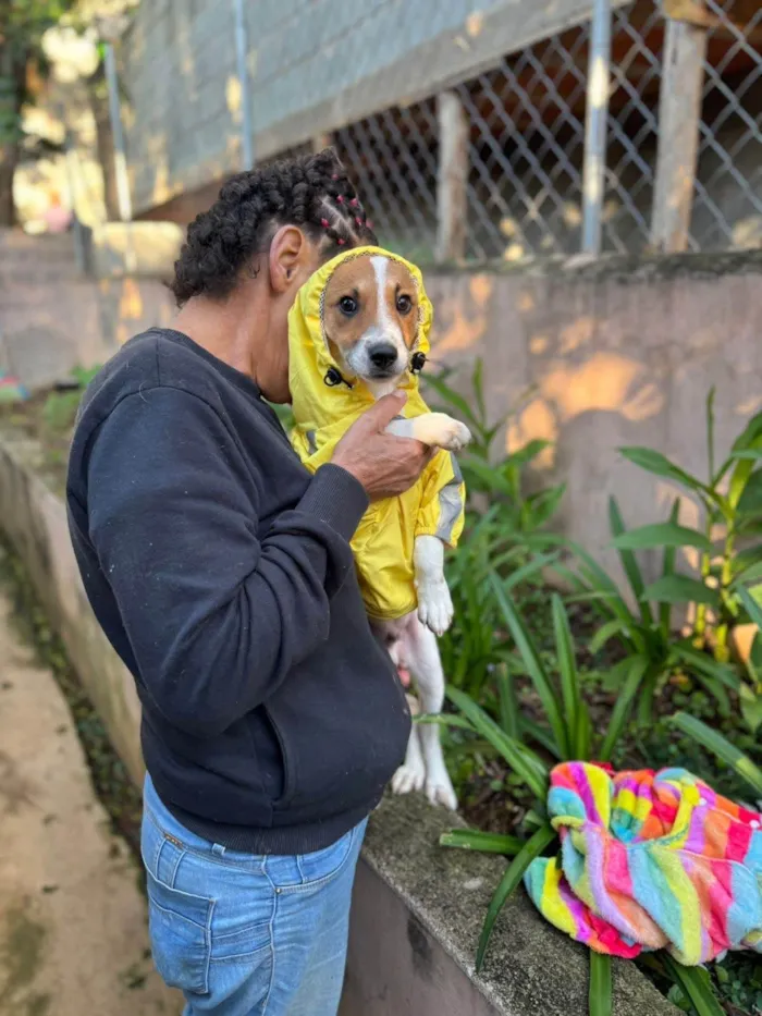 Cachorro ra a SRD-ViraLata idade 2 a 6 meses nome Yan