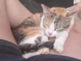 Morgana