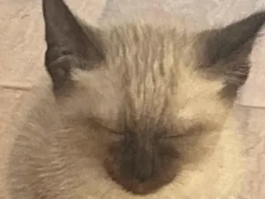 Gato raça SRD-ViraLata idade 2 a 6 meses nome Danimara de Barros 