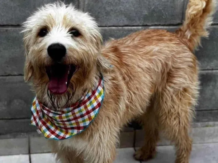 Cachorro ra a SRD-ViraLata idade 1 ano nome Pierre