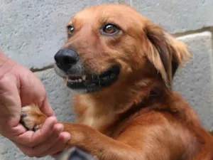 Cachorro raça SRD-ViraLata idade 3 anos nome Badu