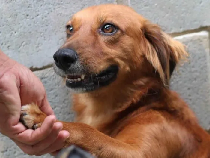 Cachorro ra a SRD-ViraLata idade 3 anos nome Badu