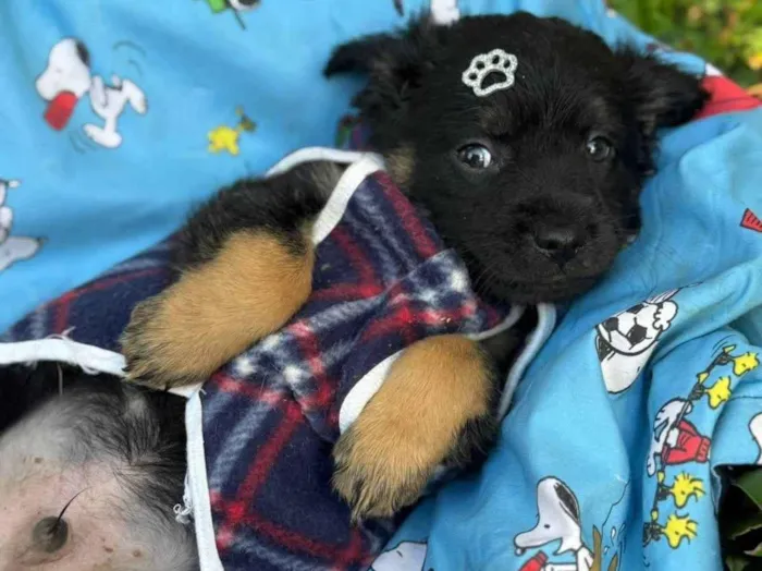 Cachorro ra a SRD-ViraLata idade 2 a 6 meses nome Lipe