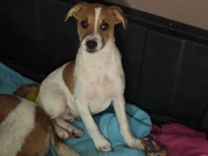 Cachorro raça SRD-ViraLata idade 2 a 6 meses nome Yan