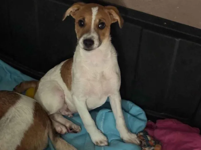 Cachorro ra a SRD-ViraLata idade 2 a 6 meses nome Yan