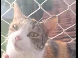 Gato raça SRD-ViraLata idade 2 anos nome Morgana